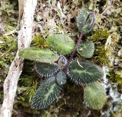 Metapetrocosmea peltata