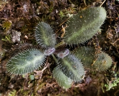 Metapetrocosmea peltata