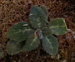 Metapetrocosmea peltata