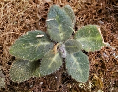 Metapetrocosmea peltata