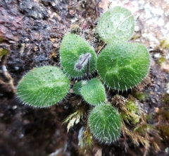 Metapetrocosmea peltata