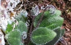 Metapetrocosmea peltata