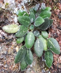 Metapetrocosmea peltata