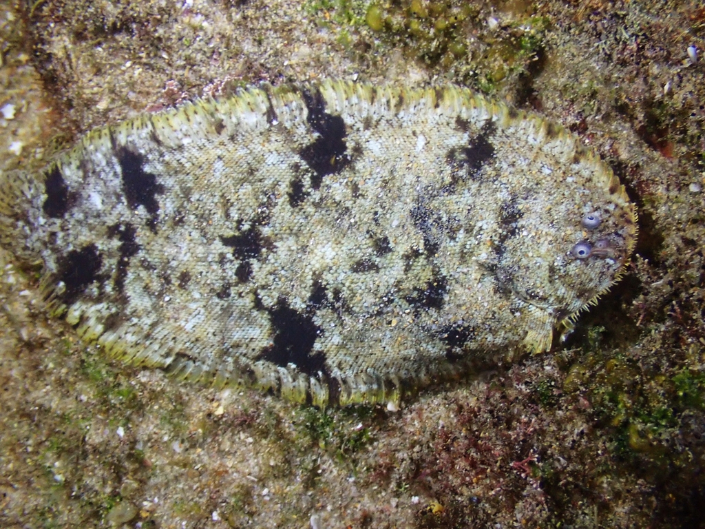 Lemon Sole