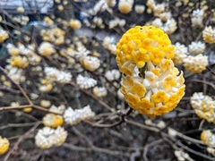 Edgeworthia chrysantha
