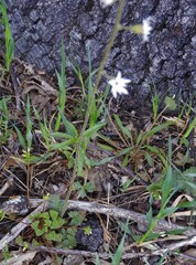 Lithophragma parviflorum