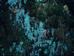 Hymenophyllum pallidum