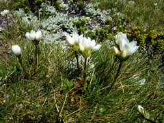 Gentianella vernicosa