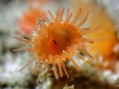 Isozoanthus capensis