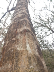 Havardia albicans
