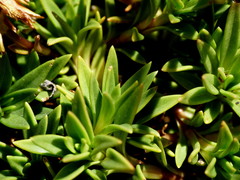 Gentianella vernicosa