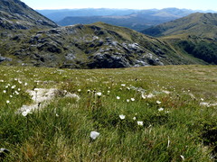 Gentianella vernicosa