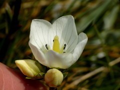 Gentianella vernicosa