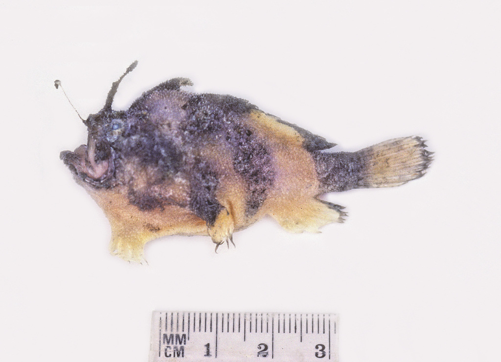 Rough Frogfish