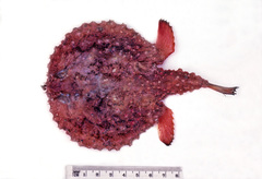 Batfish photo 3