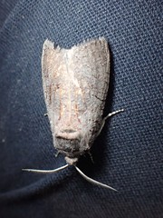 Culama suffusca