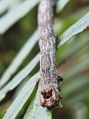 Sarisa muriferata