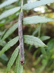 Sarisa muriferata