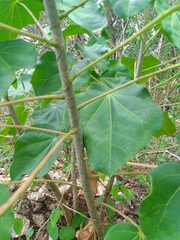 Jatropha gaumeri