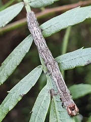 Sarisa muriferata