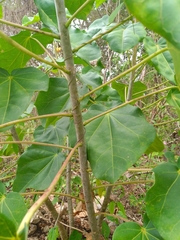 Jatropha gaumeri
