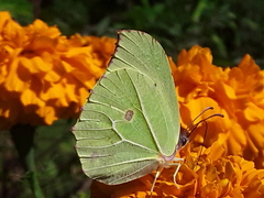 Gonepteryx nepalensis