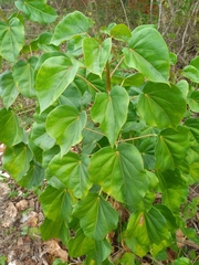 Jatropha gaumeri