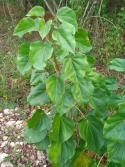 Jatropha gaumeri