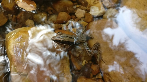 Gravenhorst's Frog, Hylarana gracilis
