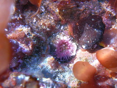 Aulactinia incubans