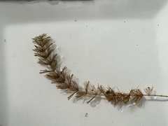 Myriophyllum triphyllum