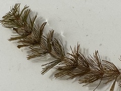 Myriophyllum triphyllum