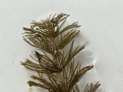 Myriophyllum triphyllum