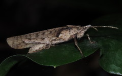 Desmoptera truncatipennis