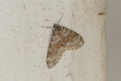 Trichopterigia sanguinipunctata