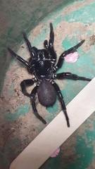 Hadronyche formidabilis