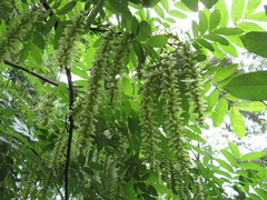 Pterocarya stenoptera