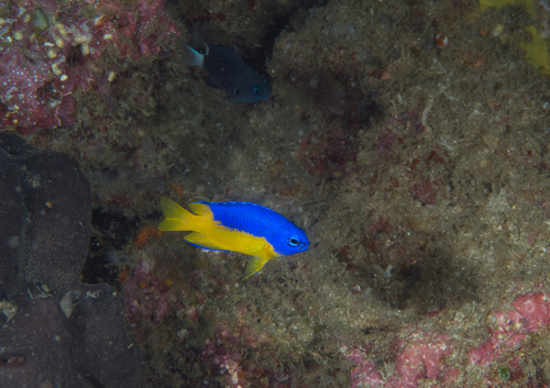 Goldbelly damsel (Pomacentrus auriventris) — Pomacentridae