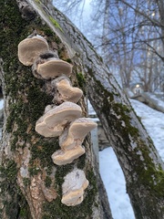 Phellinus igniarius