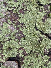 Phaeophyscia orbicularis