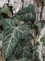 Hedera helix