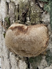 Phellinus igniarius