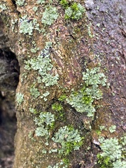 Phaeophyscia orbicularis