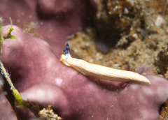 Dermatobranchus albus