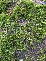 Orthotrichum diaphanum