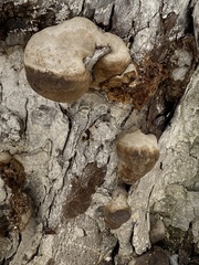 Phellinus igniarius