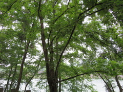 Pterocarya stenoptera