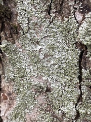 Phaeophyscia orbicularis