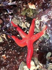 Henricia leviuscula