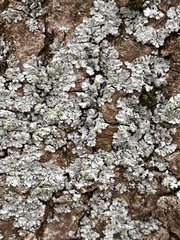 Phaeophyscia orbicularis